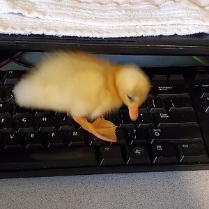 Duckling typing on keyboard