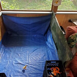 Duckling inspecting the new bed for the Ducknagers