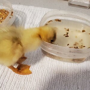 Duckling eating soaked meal-worms
