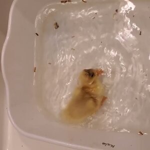 Final Duckling's first bath