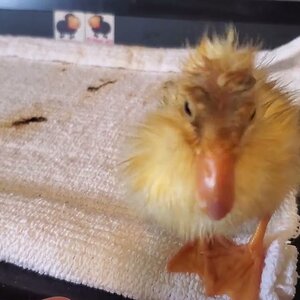 Final Duckling preening after first bath