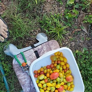 Some of the last tomatoes and a lintball with legs