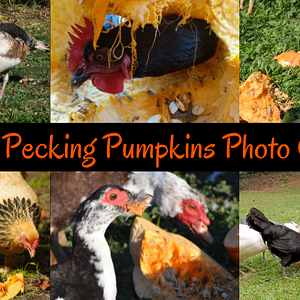 poultry-pecking-pumpkins-png.png