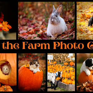 2023-fall-on-the-farm-photo-contest-png.png