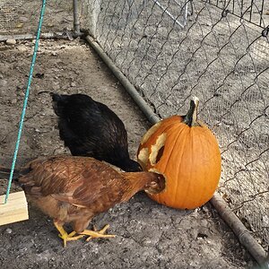 Poultry Pecking Pumpkins Photo Contest 5.jpg