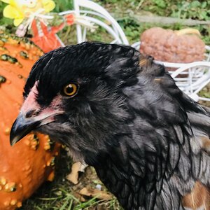 Feathers of Fall Photo Contest 3.jpg