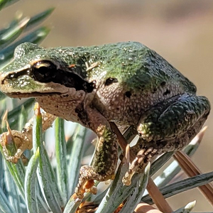 Creepy Critter Photo Contest 10.png