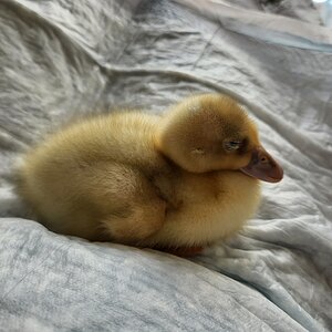 Havoc, sleeping in Duck-Mom's lap