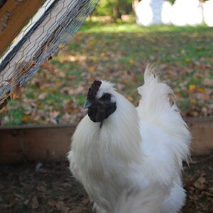 Feathers of Fall Photo Contest 4.jpg