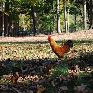 Feathers of Fall Photo Contest 5.jpg