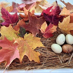Fall Fun Photo Contest 24.jpg