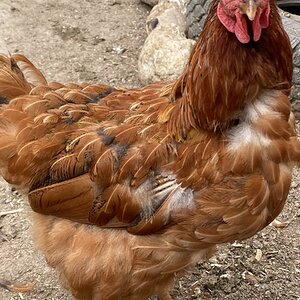 (Worst) Chicken Molt 32a.jpg