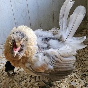 (Worst) Chicken Molt 34a.jpg