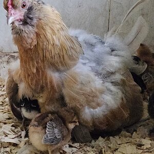 (Worst) Chicken Molt 34b.jpg
