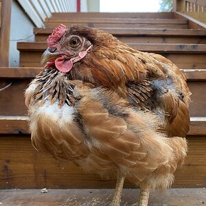 (Worst) Chicken Molt 35a.jpg