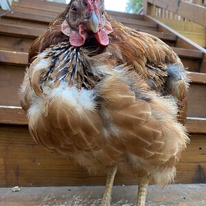 (Worst) Chicken Molt 35b.jpg