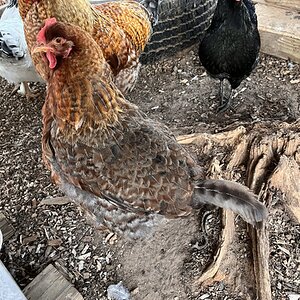 (Worst) Chicken Molt 38a.jpg