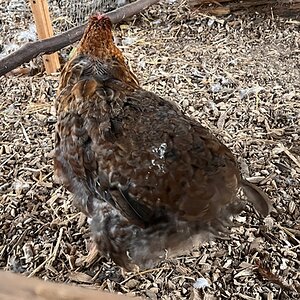 (Worst) Chicken Molt 38c.jpg