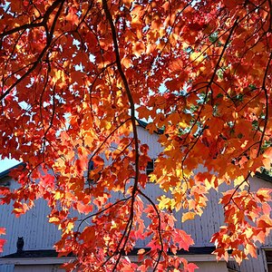 Fall Fun Photo Contest 40.jpg