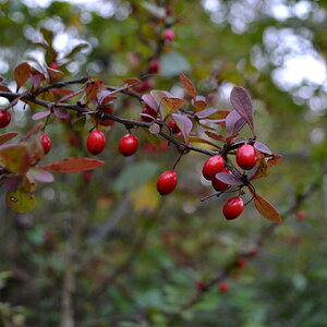 Fall Fun Photo Contest 41.jpg