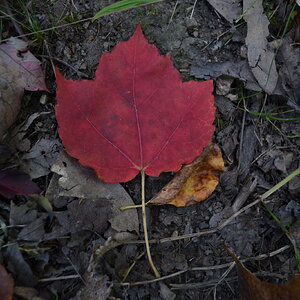 Fall Fun Photo Contest 42.jpg