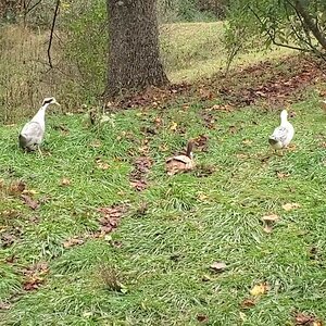 Milka Duck walking Towards The Pond, after being released from Hospital