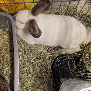 My 3 month old Californian rabbit buck