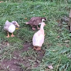 Chaos, Mayhem And Laura Duck enjoying some snacks in the Duck-Yard
