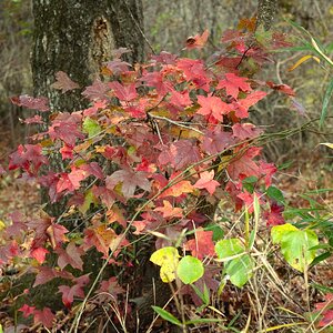 Fall Fun Photo Contest 56.jpg
