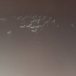Ducks on the pond at night