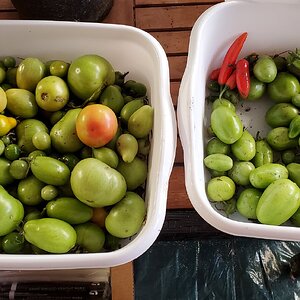 The very last tomatoes for this year (and some peppers)