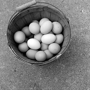 The Artistry of Eggs—A Still Life Photo Contest 2.jpg