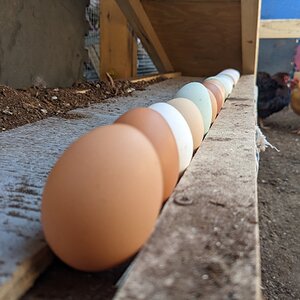 The Artistry of Eggs—A Still Life Photo Contest 4.jpg