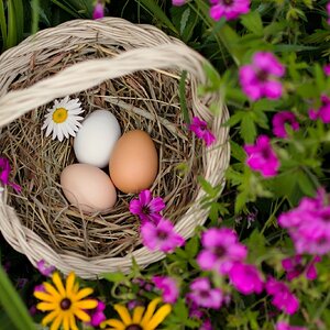 The Artistry of Eggs—A Still Life Photo Contest 6.jpg