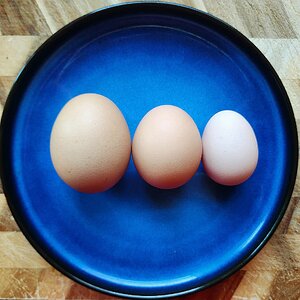 The Artistry of Eggs—A Still Life Photo Contest 7.jpg