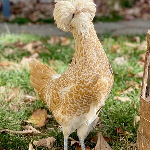 Buff laced polish hen