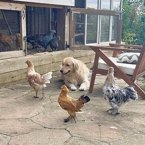 Millie hanging with the girls