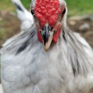 7 Week Old Splash Rose Comb Cockerel