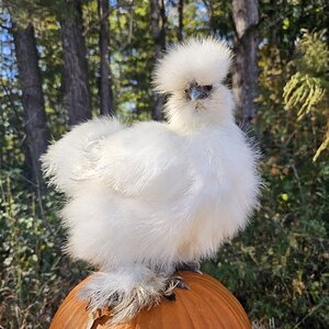 Feathers of Fall Photo Contest 33.jpg