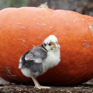 Feathers of Fall Photo Contest 34.jpg