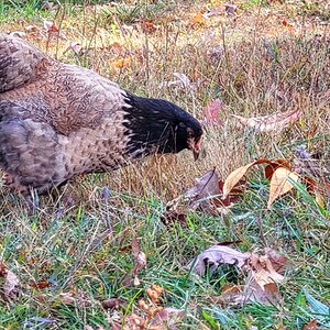 Feathers of Fall Photo Contest 41.jpg