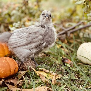 Feathers of Fall Photo Contest 44.jpg