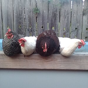 Show Us Your Flock Photo Contest 27.jpg