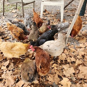 Show Us Your Flock Photo Contest 28.jpg