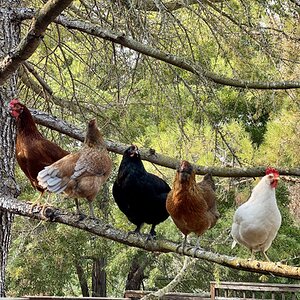 Show Us Your Flock Photo Contest 29.jpg
