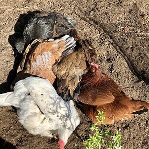 Show Us Your Flock Photo Contest 30.jpg
