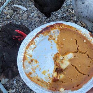 Show Us Your Flock Photo Contest 31.jpg