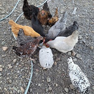 Show Us Your Flock Photo Contest 32.jpg