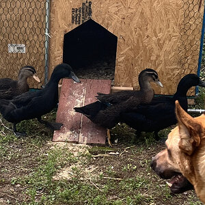 Poultry and Pals Photo Contest 30.jpg