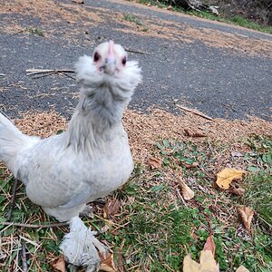 little bantam2